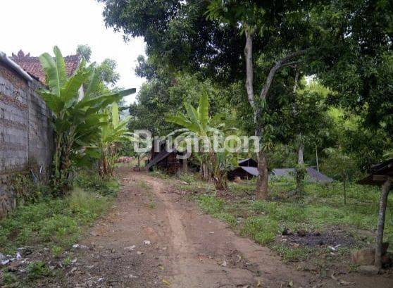 TANAH CANTIK 18 ARE HANYA 50 METER DARI JALAN UTAMA PUSAT LOVINA 1