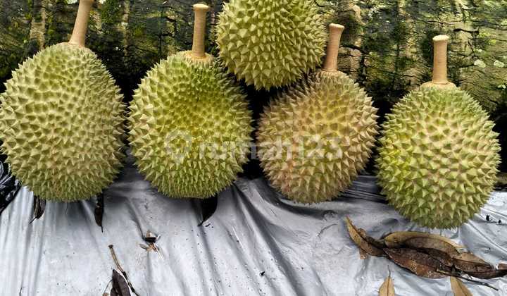Kavling Tanah Bonus 10 Bibit Durian dan Cabin Villa Kavling Tanah Bonus 10 Bibit Durian dan Cabin Villa