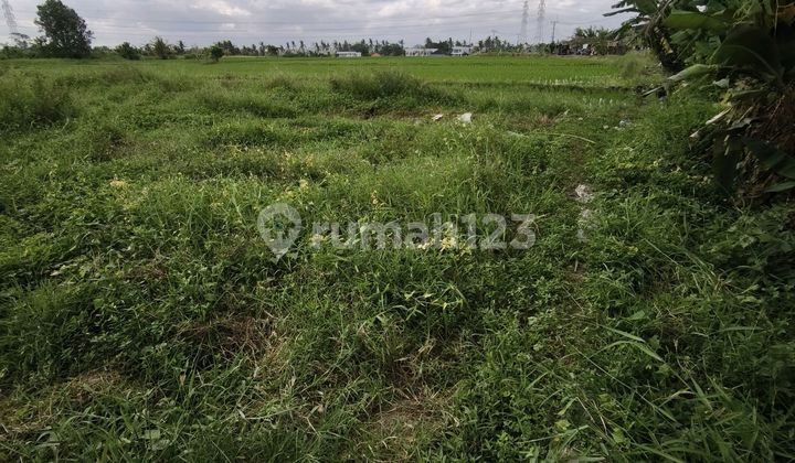 64 Are Rice Field View Lease Land on Main Road Kaba-kaba