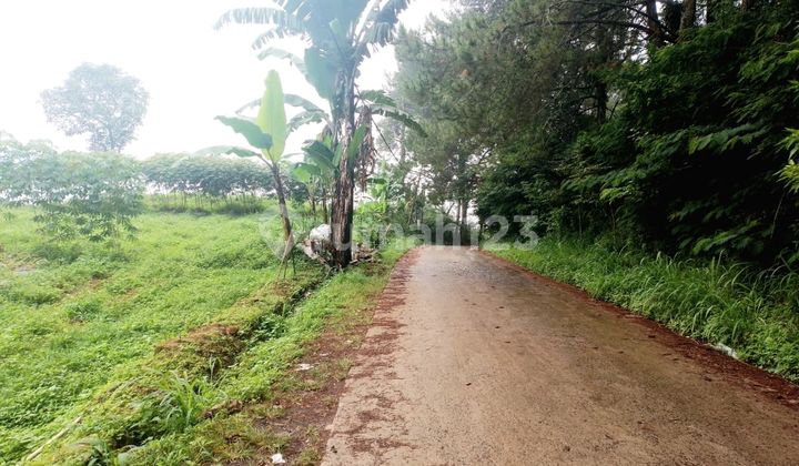 Tanah SHM Dekat Tempat Wisata Puncak Tugu Utara Bogor Tanah SHM Dekat Tempat Wisata Puncak Tugu Utara Bogor