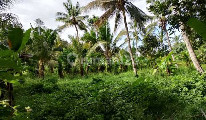 Land for Sale in Sobo, Banyuwangi – 4,784 M² (47.84 Are)