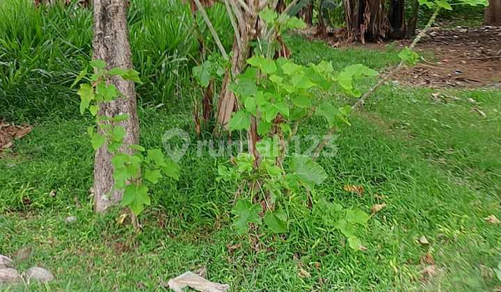 Ready-to-Build Land in Kedayuan Banyuwangi – Affordable Price