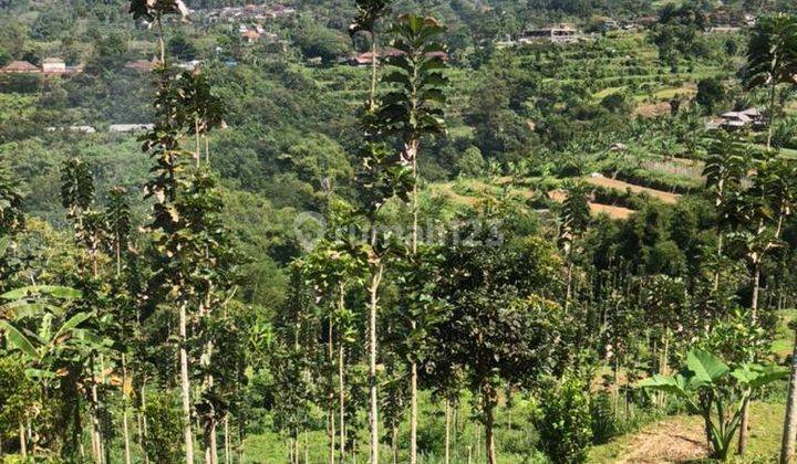 Dijual Tanah View Bukit Dan Gunung di Baturiti Bedugul Bali.  1