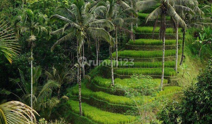 FOR SALE BOUTIQUE RESORT WITH NICE VIEW IN PAYANGAN UBUD - BALI 2