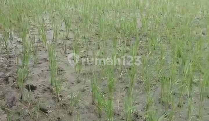 Tanah Kotak Strategis di Jalan Sasana Budaya, Cirebon