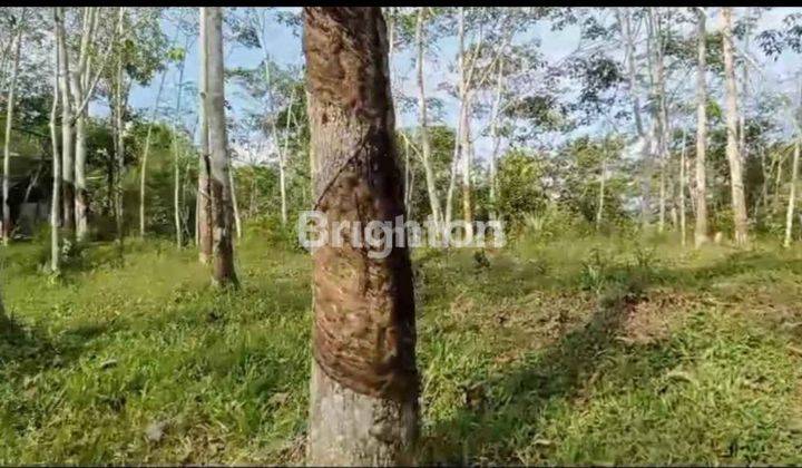 TANAH KEBUN SIAP PANEN 6600 POHON KARET TASIKMALAYA DEKAT MASJID NURUL HIDAYAH 2