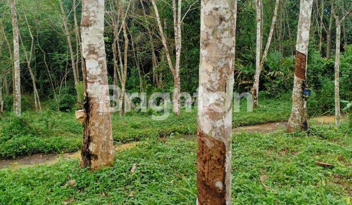 TANAH KEBUN SIAP PANEN 6600 POHON KARET TASIKMALAYA DEKAT MASJID NURUL HIDAYAH 1