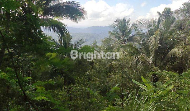 TANAH DEKAT TUMPENG MENOREH, SELATAN PUNCAK WIDOSARI, KEBUN TEH NGLINGGO 2