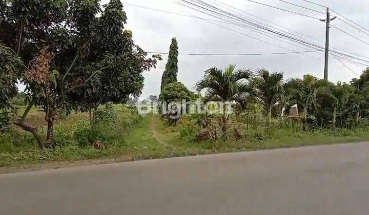 TANAH DI  SEGERA DI JALAN UTAMA TAYU - JUWANA SANGAT STRATEGIS 1