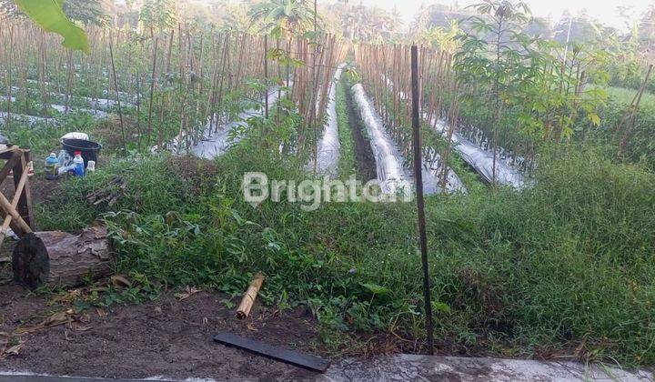 TANAH SAWAH DI CANDIBINANGUN PAKEM SLEMAN 2