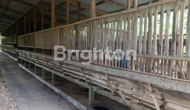 BU, Segera, Dijual Lahan Peternakan Siap Pakai Gunungkidul 2