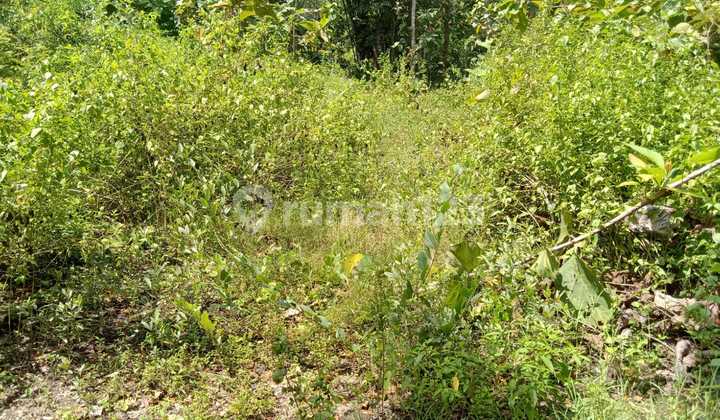 Super Murah! Tanah Pekarangan Sedayu 399 M² Jalan Jogja-Wates