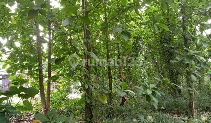 Tanah Bonus Pohon Jati Mateng Di Nanggewer Cibinong Bogor Tanah Bonus Pohon Jati Mateng Di Nanggewer Cibinong Bogor
