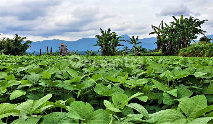 Tanah Strategis Di Mega Mendung Bogor Cocok Untuk Villa, Perkebunan Dan Camping Tanah Strategis Di Mega Mendung Bogor Cocok Untuk Villa, Perkebunan Dan Camping