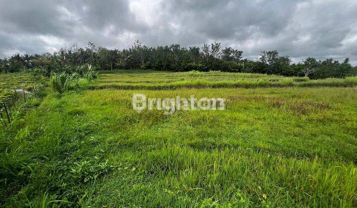 Tanah Sawah Luas Dengan View Indah Di Bajera Tabanan Bali 2