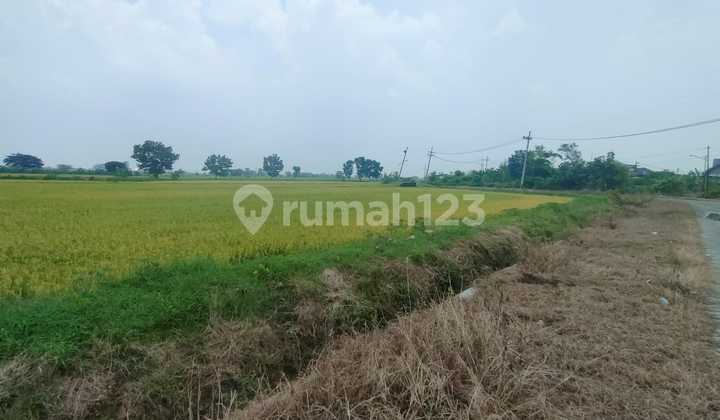 1022.126s Aset Lelang Gresik Di Balongpanggang Di Tanah Utama Dusun Prambon