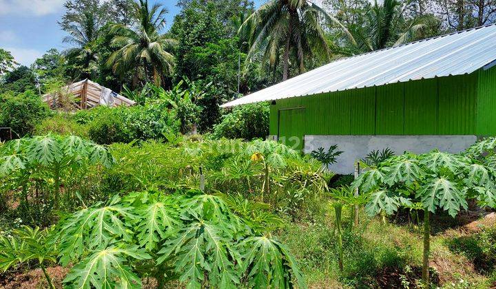 Lahan Pertanian di Cilegon With 5 Unit Green House 1