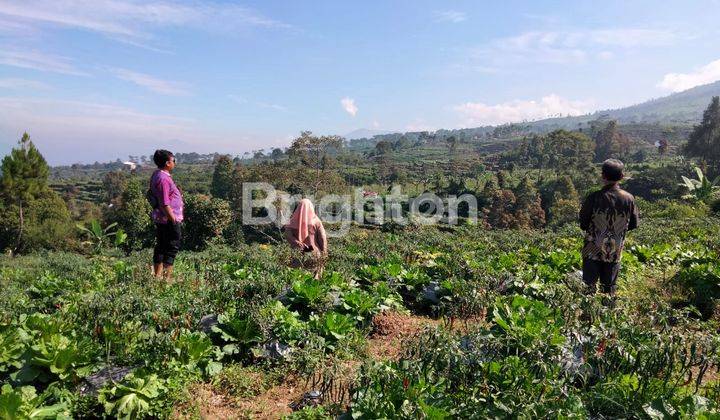 TANAH LUAS 2249 VIEW GUNUNG DI WONOSOBO 2