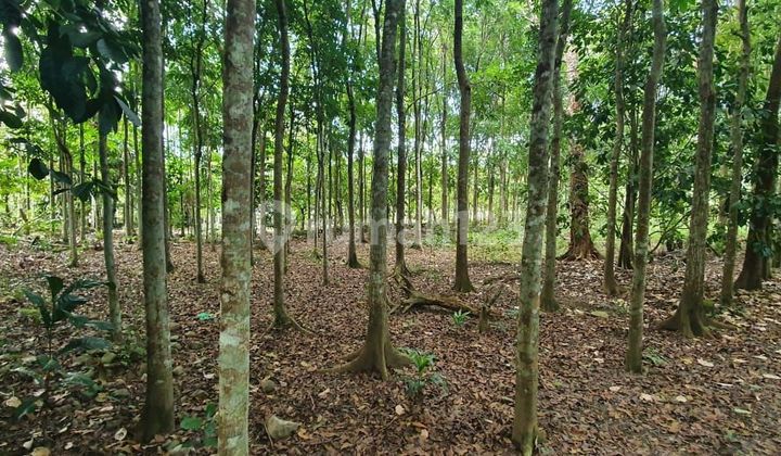 Tanah Produktif Pinggir Jalan Raya Pidie Tangse Aceh