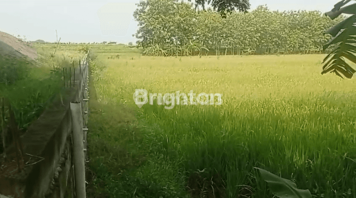 Sawah Lahan Hijau Produktif  Pinggir Jalan Raya  Bojonegoro 2