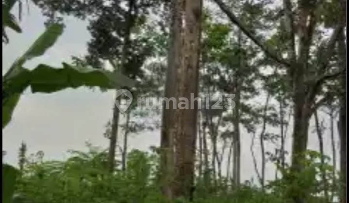 Tanah Milik Pribadi Ada 10 Pohon Duriansamping Bsb Mijen 1