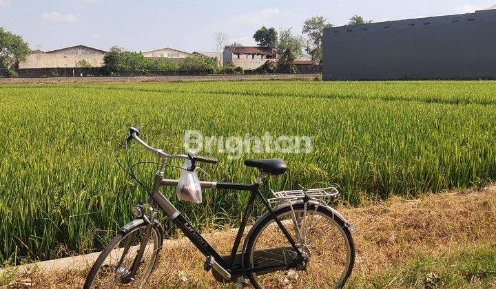 SAWAH MURAH DI DAGEN KARANGANYAR 1