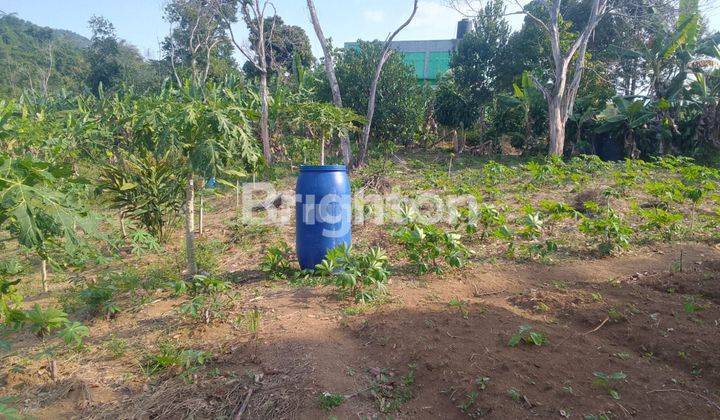 TANAH KEBUN MURAH 1 HEKTAR DI PUNCAK 2 BOGOR 2