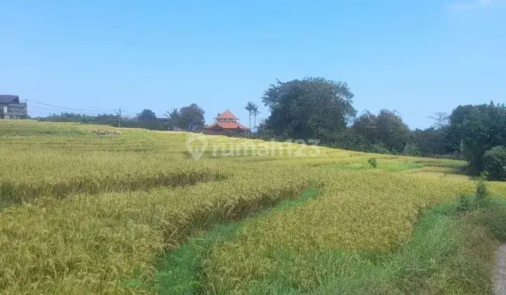 TANAH MURAH DENGAN VIEW SAWAH DI KAWASAN VILLA CEMAGI BALI 1