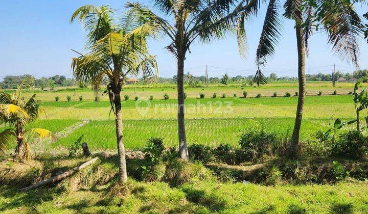 TANAH VIEW SAWAH DI KAWASAN KABA-KABA, TABANAN - BALI 1