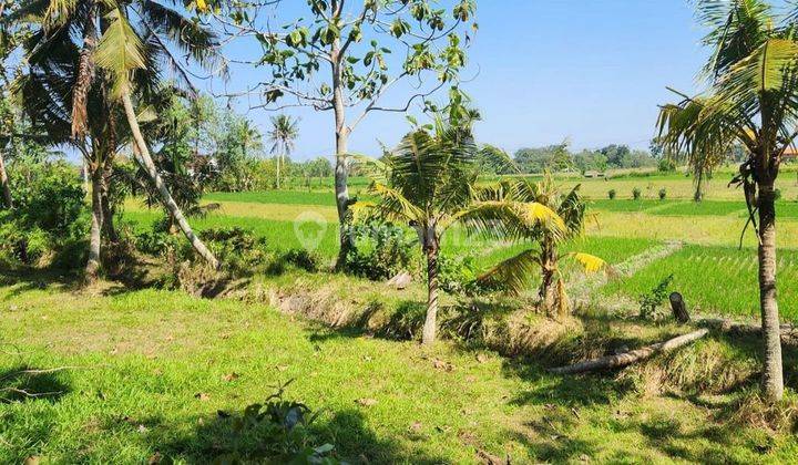 TANAH VIEW SAWAH DI KAWASAN KABA-KABA, TABANAN - BALI 2