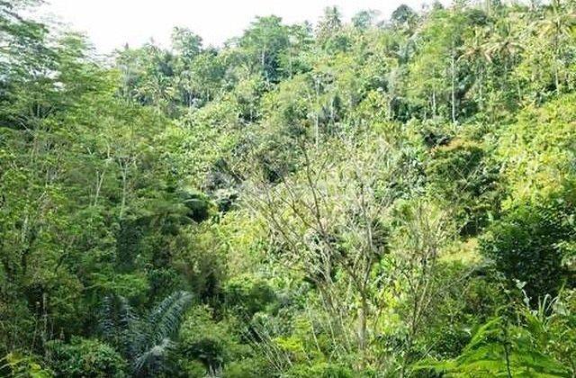 LAND WITH JUNGLE VIEW IN PAYUNGAN, UBUD - VALI 1