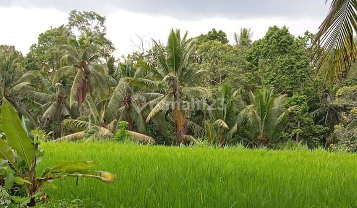 FLAT CONTOUR RICE VIEW LAND IN KENDRAN, UBUD - BALI 1