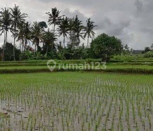 FLAT CONTOUR RICE VIEW LAND IN KENDRAN, UBUD - BALI 2