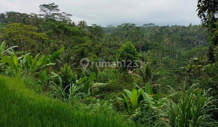 LAND WITH A CHAMPION VIEW IN PAYANGAN, UBUD - BALI 2