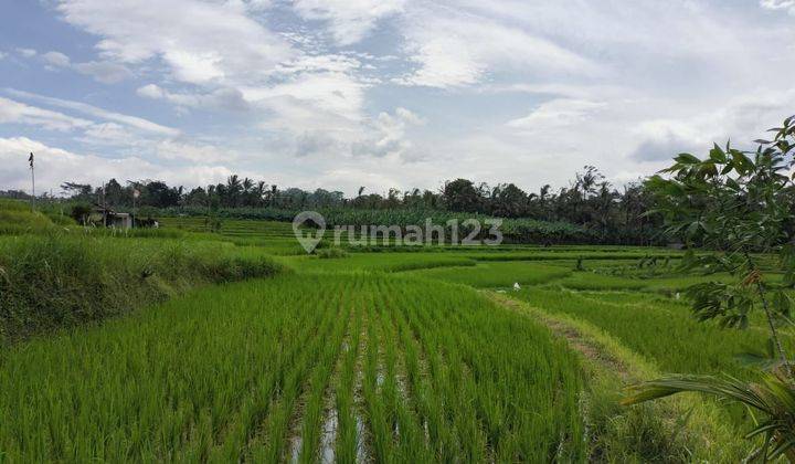 RICE VIEW LAND IN BUKIAN PAYANGAN, UBUD - BALI 1