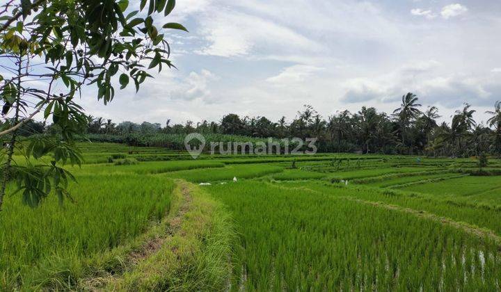 RICE VIEW LAND IN BUKIAN PAYANGAN, UBUD - BALI 2