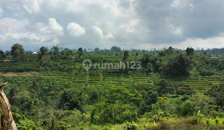 LARGE & CHEAP BUC LAND IN PAYANGAN KERTA, UBUD - BALI 2