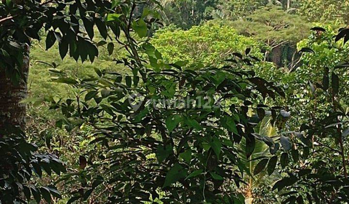 LAND LOS RIVER & JUNGLE VIEW IN PAYANGAN, UBUD - BALI 1