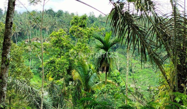 LAND WITH JUNGLE VIEW IN TEGALLALANG, UBUD - BALI 2