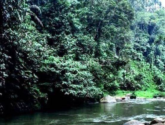 LAHAN RIVERSIDE DENGAN EXOTIC JUNGLE VIEW DI KELUSA - UBUD, BALI 1