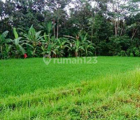 GOOD LAND WITH BEAUTIFUL VIEW IN TEGALLALANG, UBUD - BALI 2