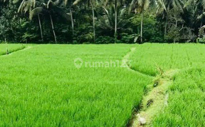 GOOD LAND WITH BEAUTIFUL VIEW IN TEGALLALANG, UBUD - BALI 1