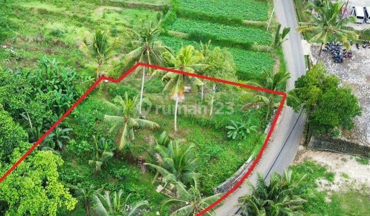 Lahan Cakep Di Kawasan Komersil Melinggih, Ubud - Bali 2