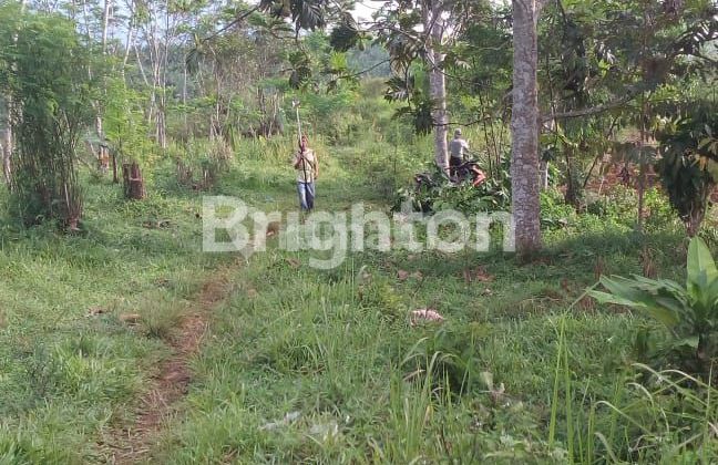 JUAL TANAH COCOK UNTUK VILLA ATAU PERKEBUNAN