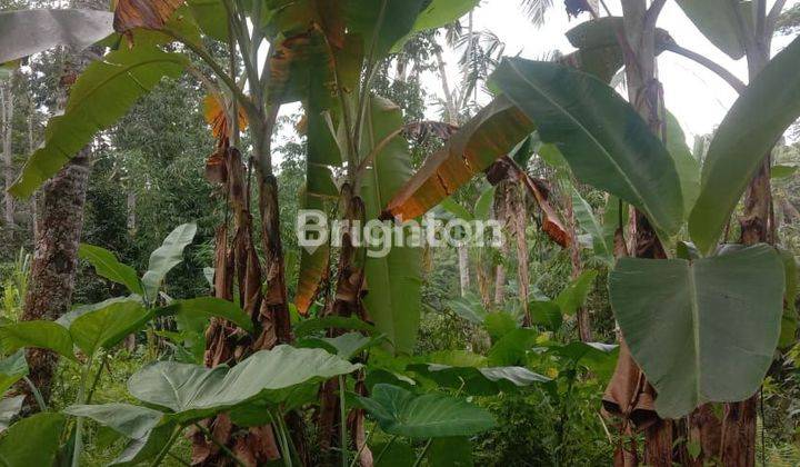 TANAH DI TEGALLALANG GIANYAR DENGAN PEMANDANGAN MENJAKJUBKAN 1