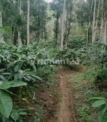 Dijual Kebun Kopi 56 Hektar di Temanggung, Akses Truk Masuk - SIAP PANEN Dijual Kebun Kopi 56 Hektar di Temanggung, Akses Truk Masuk - SIAP PANEN