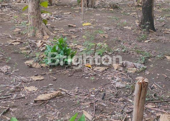 TANAH PEKARANGAN LUAS DAN MURAH DI PEDURUNGAN DEKAT MAJAPAHIT 2