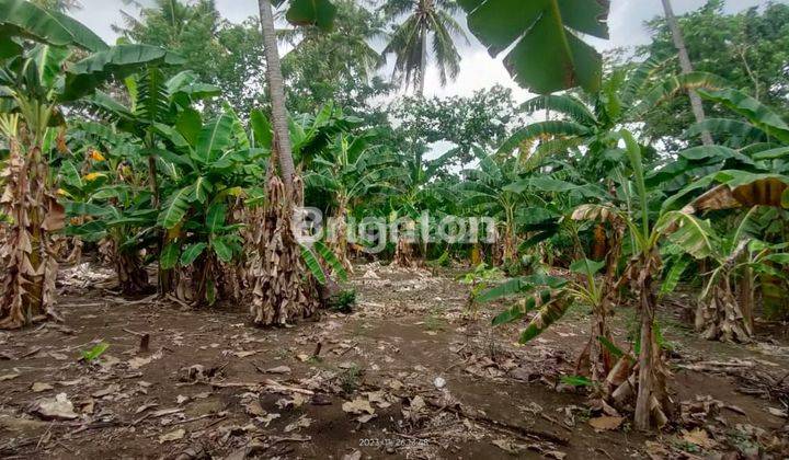 TANAH PEKARANGAN LUAS DAN MURAH DI PEDURUNGAN DEKAT MAJAPAHIT 1