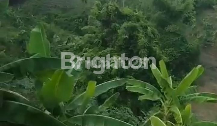 Tanah Pekarangan Luas Dan Murah Di Mangunharjo 2