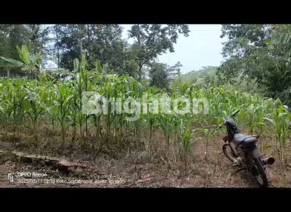 TANAH STRATEGIS MURAH BINGIT HARGA JAUH DIBAWAH NJOP 2